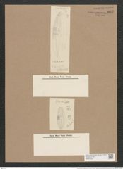 Navicula fusca var. subfusca Grun. (de-Toni-Nr.: Genus 1, Species 292) Zeichnungen Sammlung Grunow Nr. 662 (NHMW-BOT-W0367033)